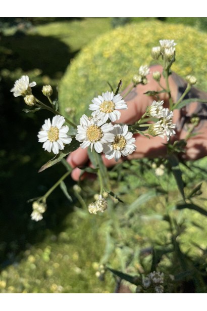 Деревій цілолистий 